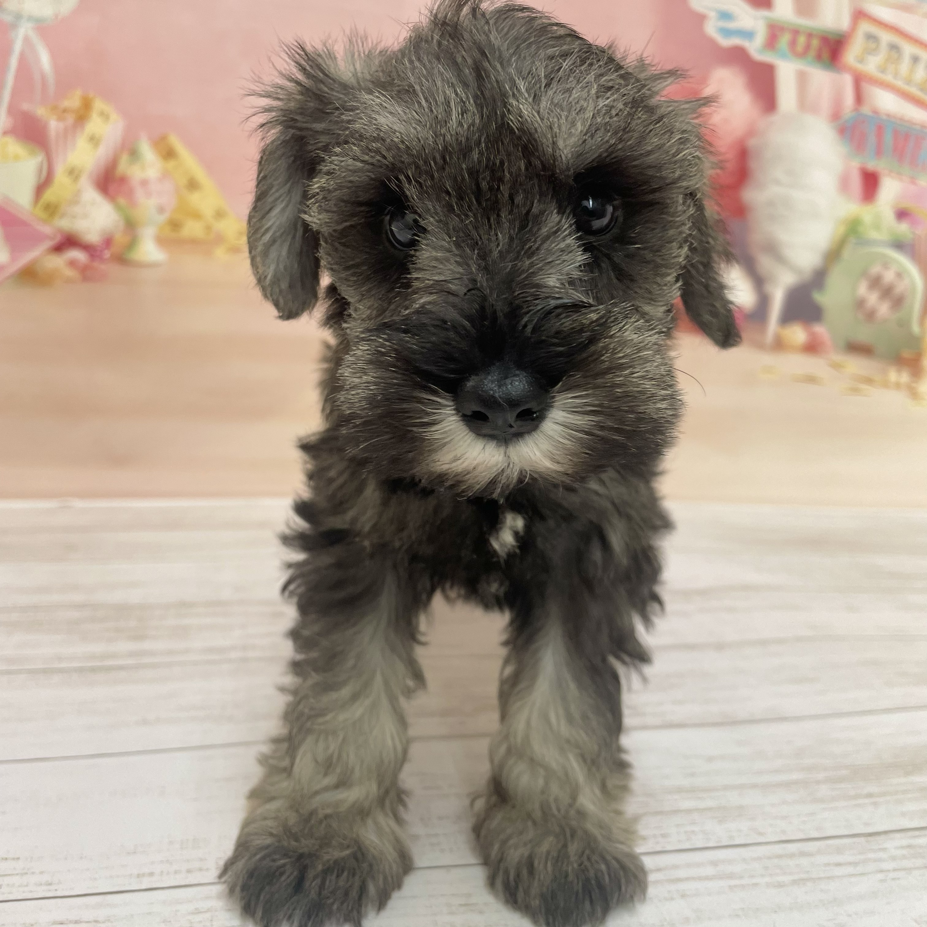 兵庫県のミニチュアシュナウザー (犬の家＆猫の里尼崎店/2026年8月13日生まれ/女の子/ソルトペッパー)の子犬の4枚目の画像
