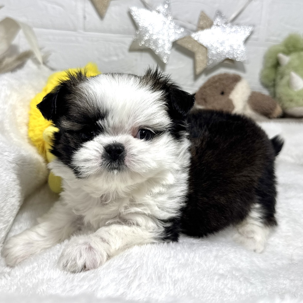 兵庫県のチワズー/チワシーズ(チワワ×シーズー) (犬の家＆猫の里ニッケパークタウン加古川店/2026年1月23日生まれ/女の子/ブラウンホワイト)の子犬の4枚目の画像