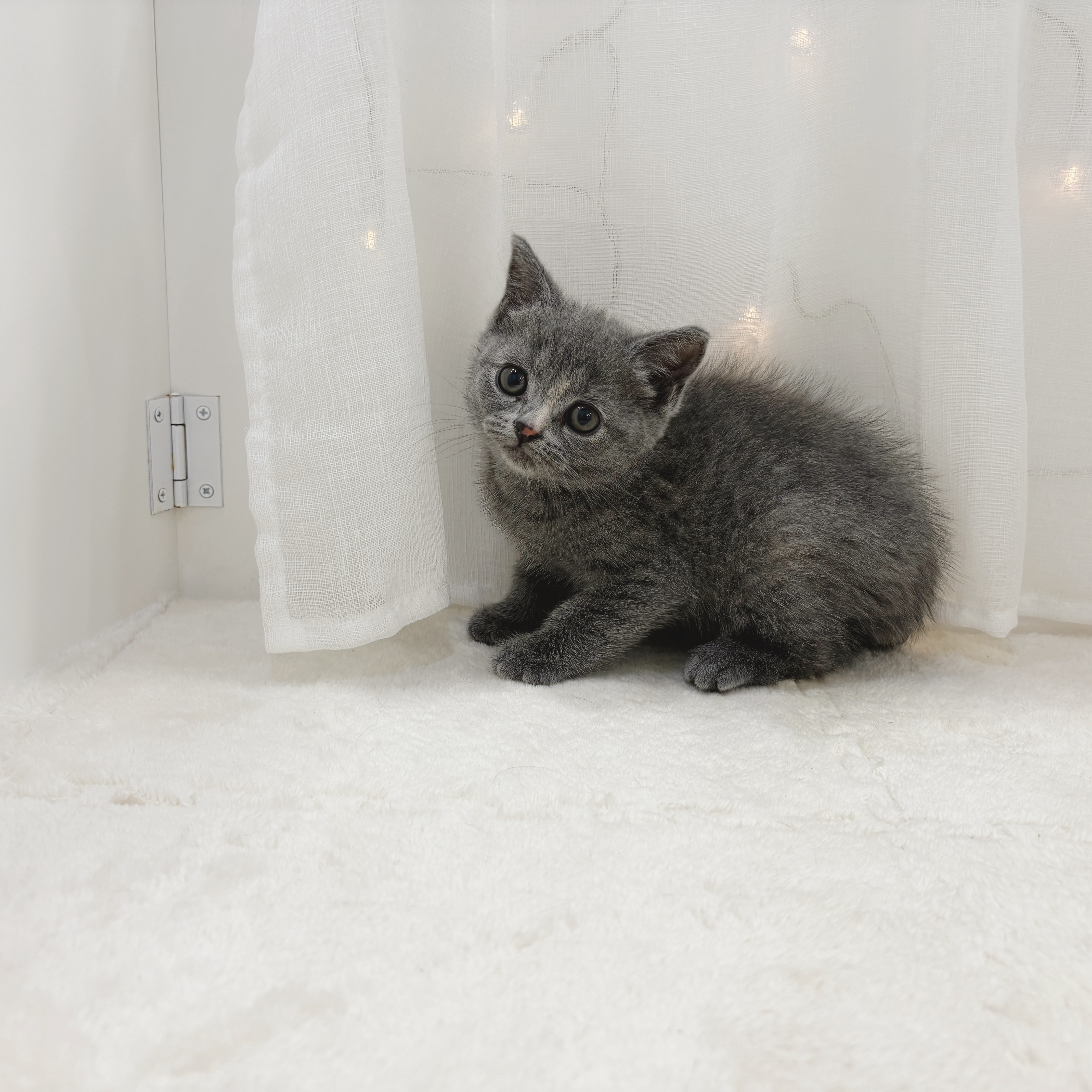 千葉県のブリティッシュショートヘアー (犬の家＆猫の里BIGHOPガーデンモール印西店/2025年11月2日生まれ/女の子/ブルークリーム)の子猫