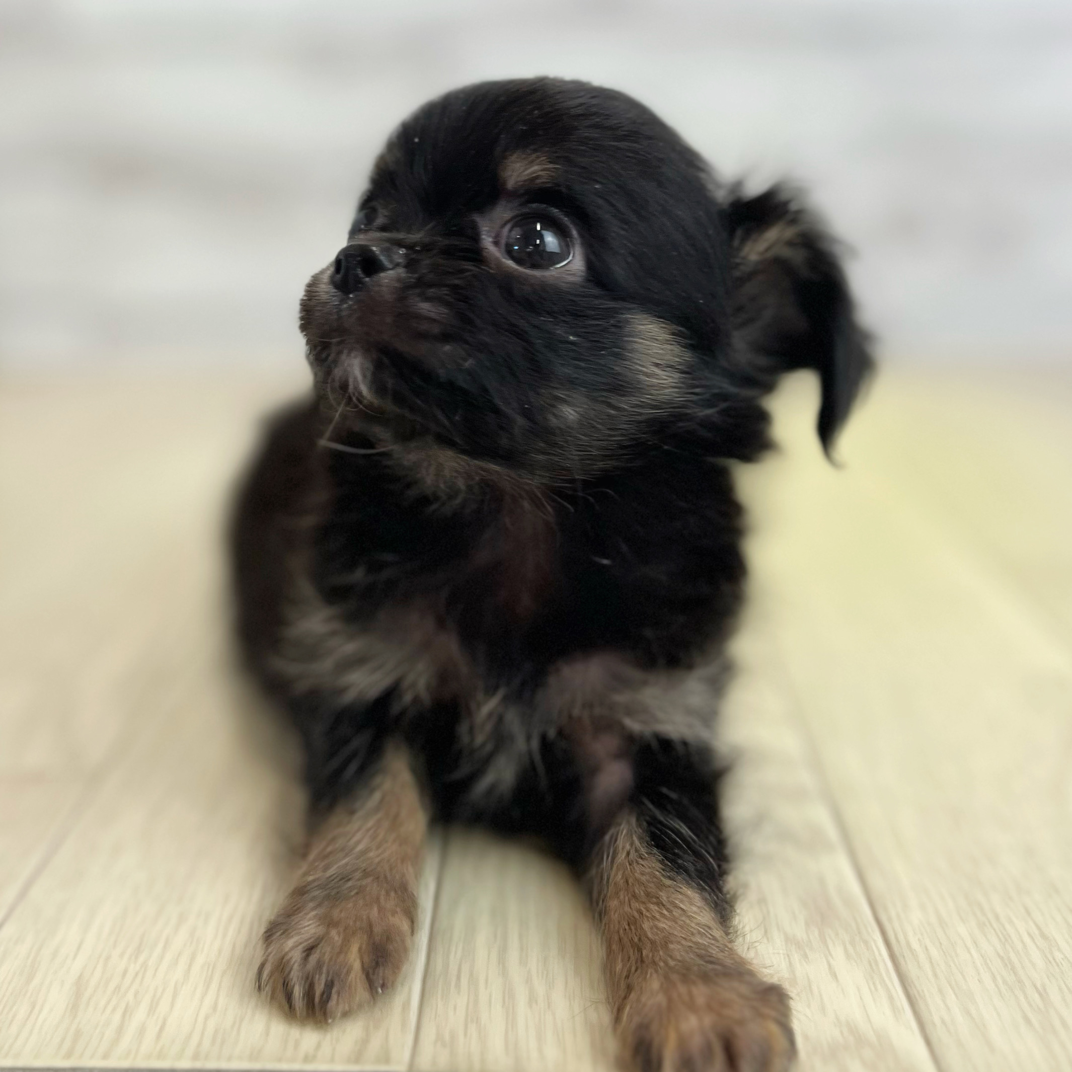 愛知県のチワワ(ロング) (犬の家＆猫の里春日井本店/2026年5月26日生まれ/男の子/ブラックタンホワイト)の子犬の4枚目の画像