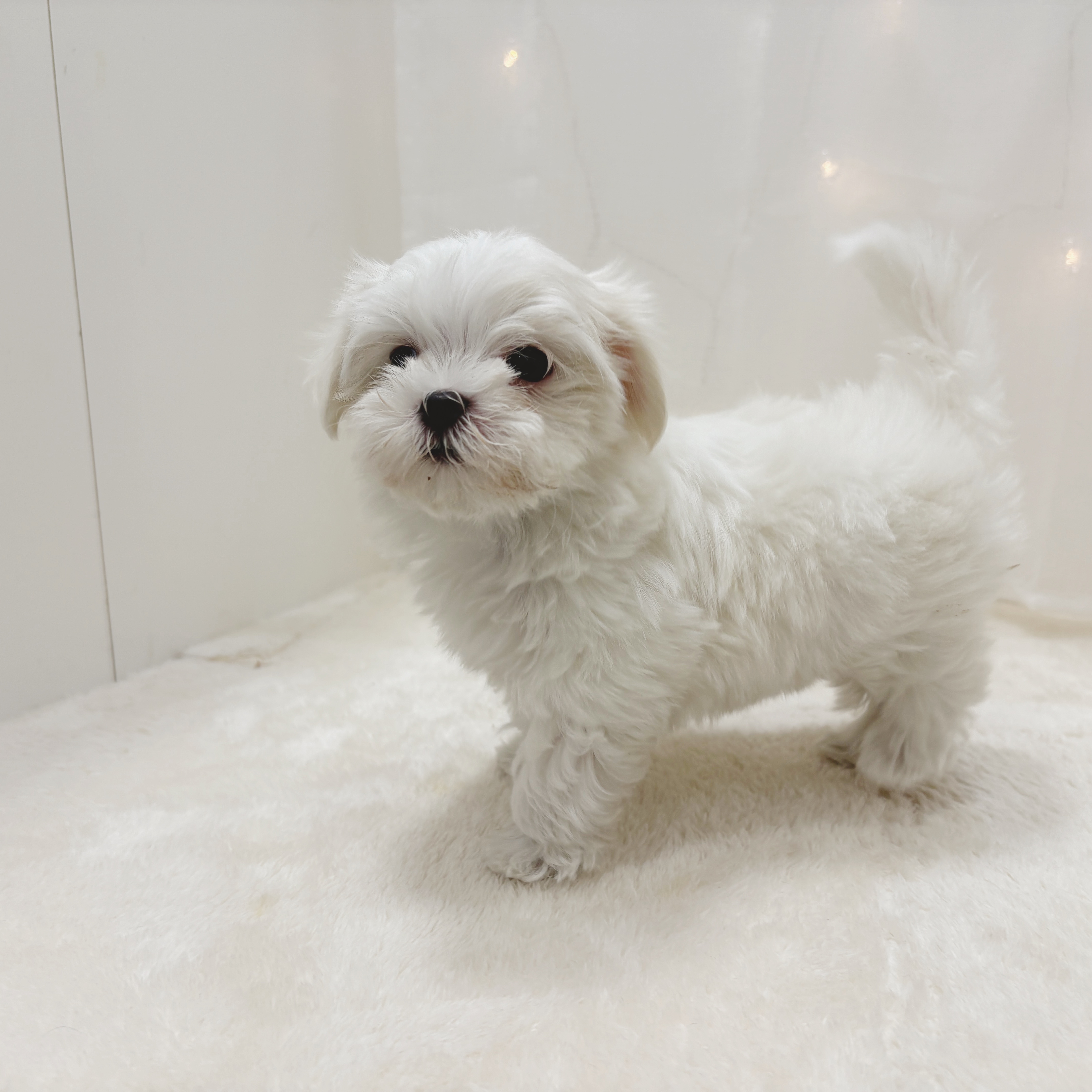 千葉県のマルチーズ (犬の家＆猫の里BIGHOPガーデンモール印西店/2025年6月27日生まれ/女の子/ホワイト)の子犬の4枚目の画像