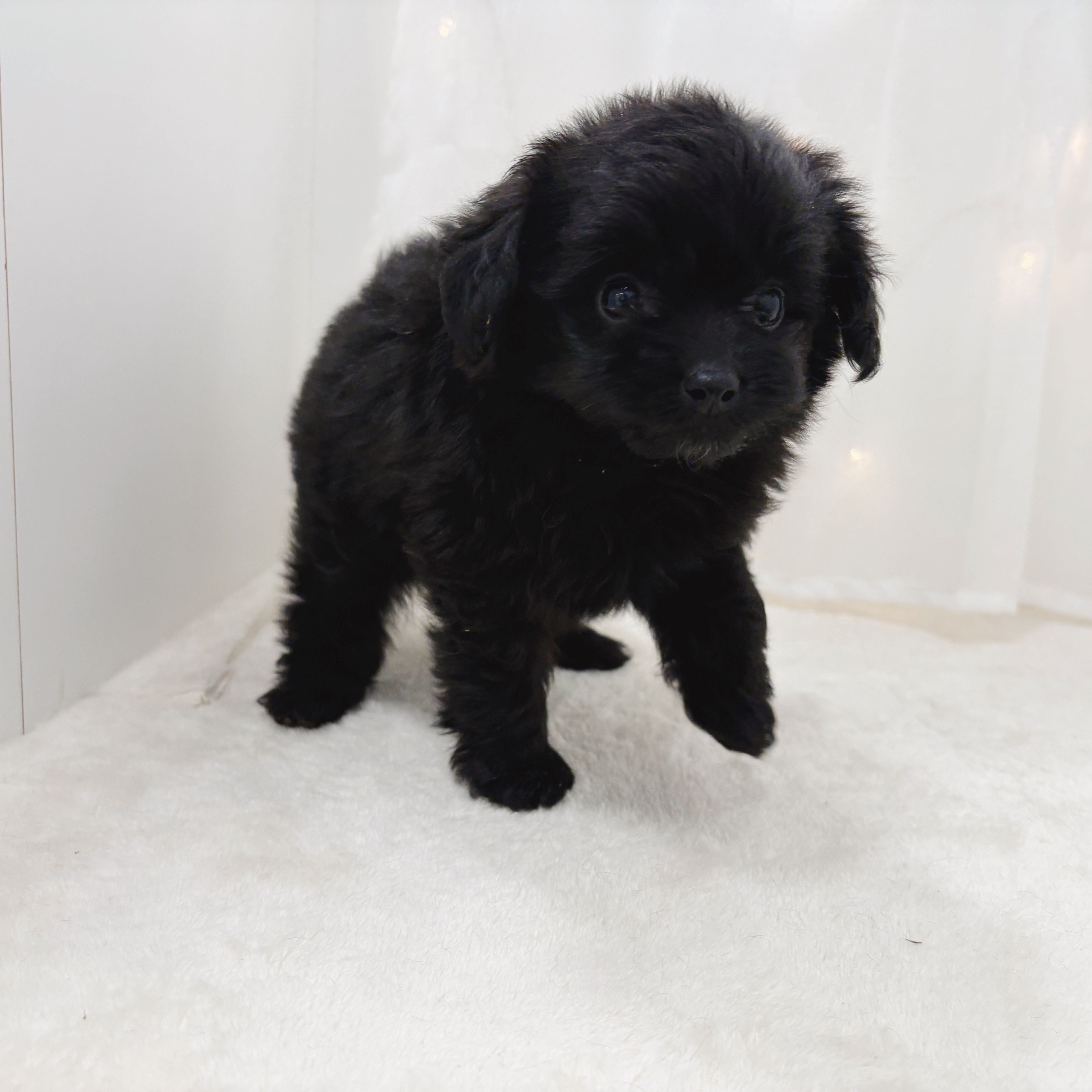千葉県のポメプー(ポメラニアン×プードル) (犬の家＆猫の里BIGHOPガーデンモール印西店/2025年5月30日生まれ/女の子/ブラック)の子犬の4枚目の画像