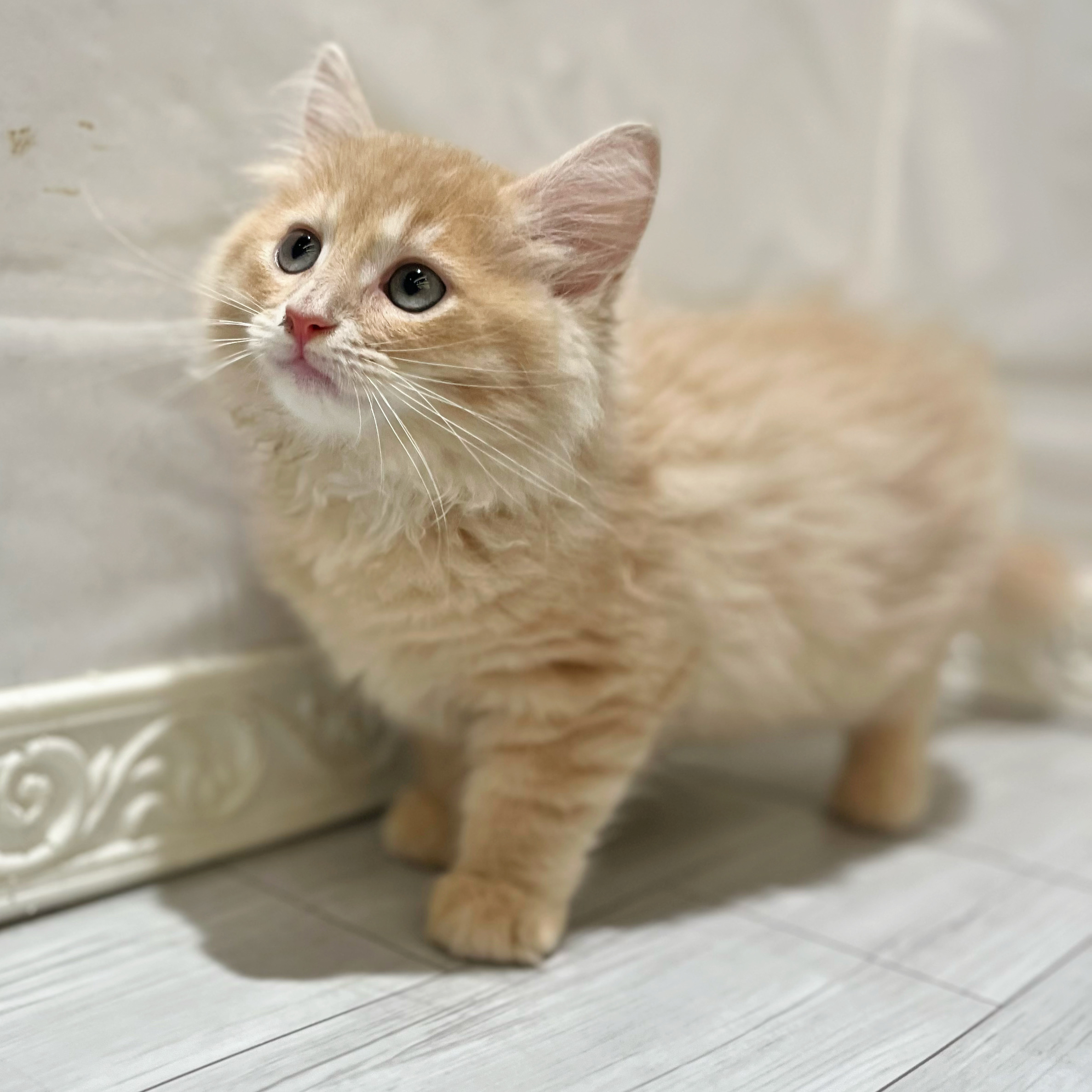 愛知県のサイベリアン (犬の家＆猫の里春日井本店/2026年7月22日生まれ/男の子/クリームタビーホワイト)の子猫の4枚目の画像