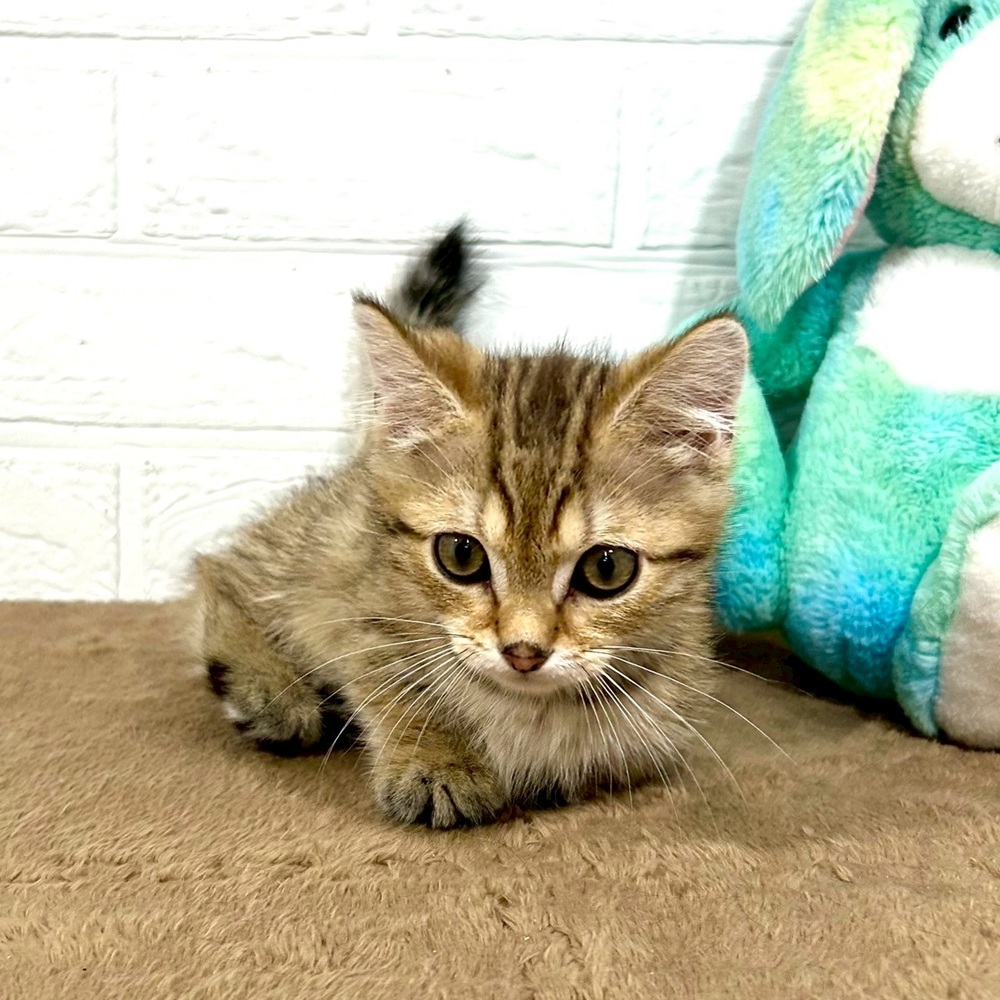 兵庫県のミヌエット (犬の家＆猫の里ニッケパークタウン加古川店/2025年7月13日生まれ/男の子/ブラウンタビー)の子猫の4枚目の画像