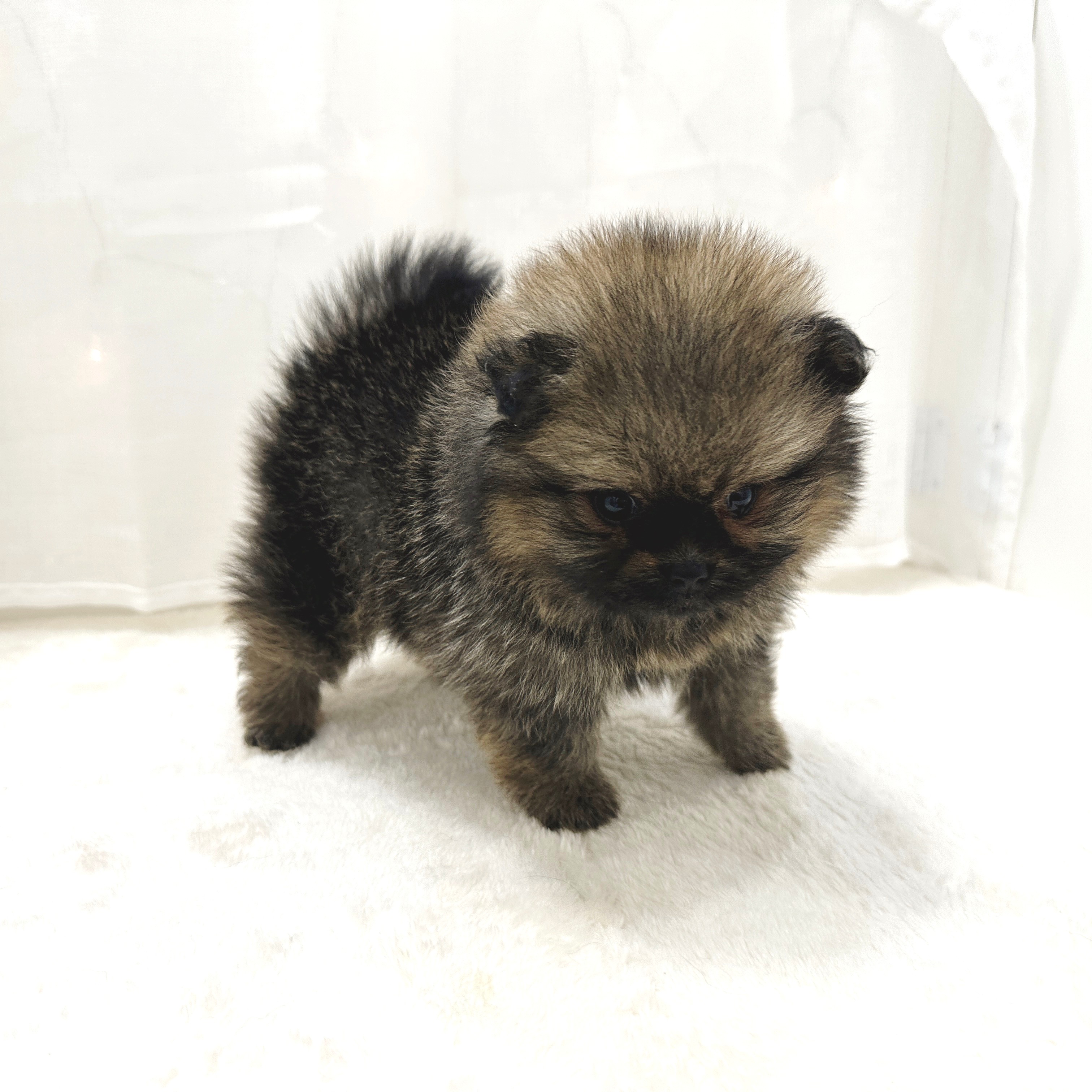 千葉県のポメラニアン (犬の家＆猫の里BIGHOPガーデンモール印西店/2025年5月1日生まれ/女の子/オレンジセーブル)の子犬の4枚目の画像