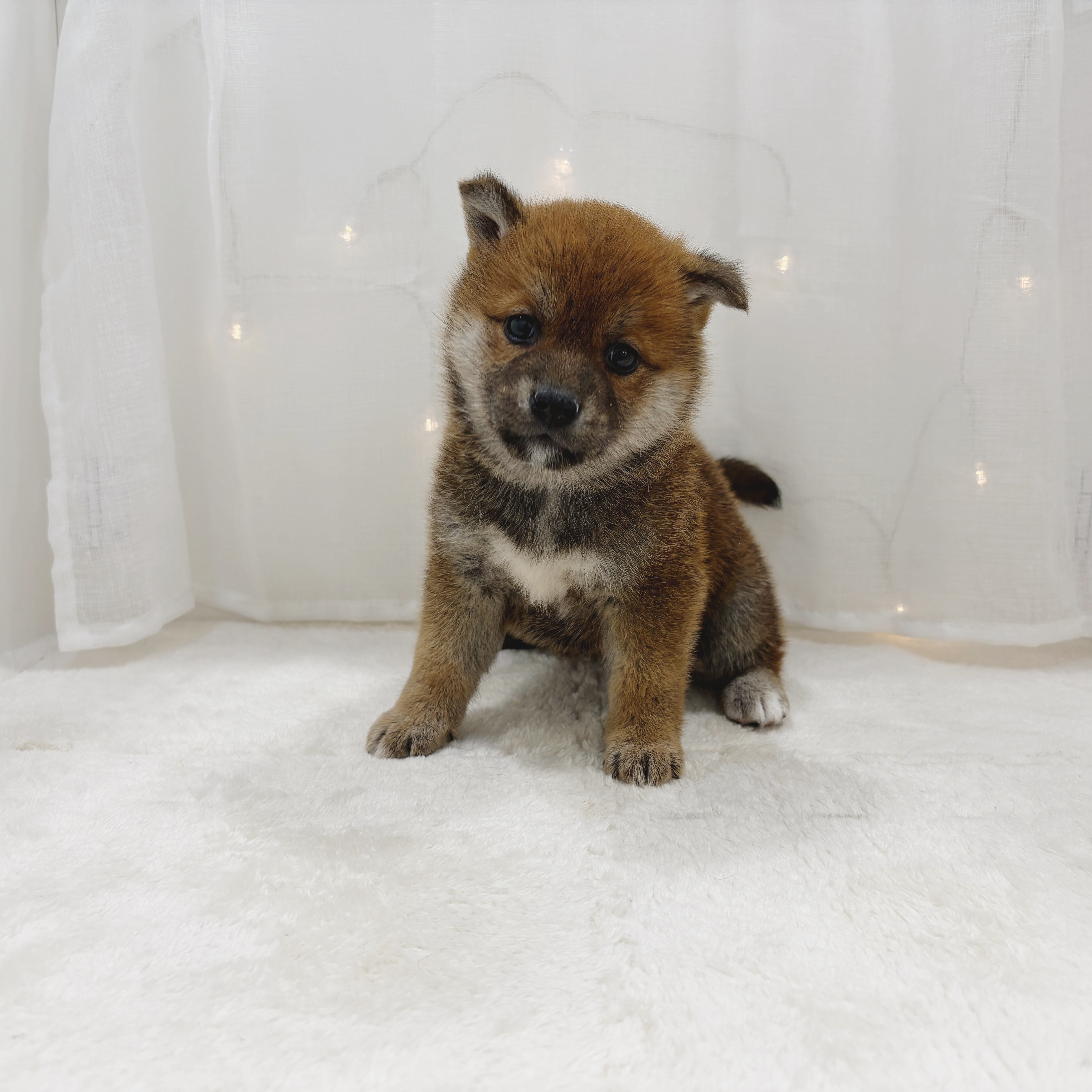 千葉県の柴犬(標準サイズ) (犬の家＆猫の里BIGHOPガーデンモール印西店/2025年11月1日生まれ/女の子/赤)の子犬の1枚目の画像