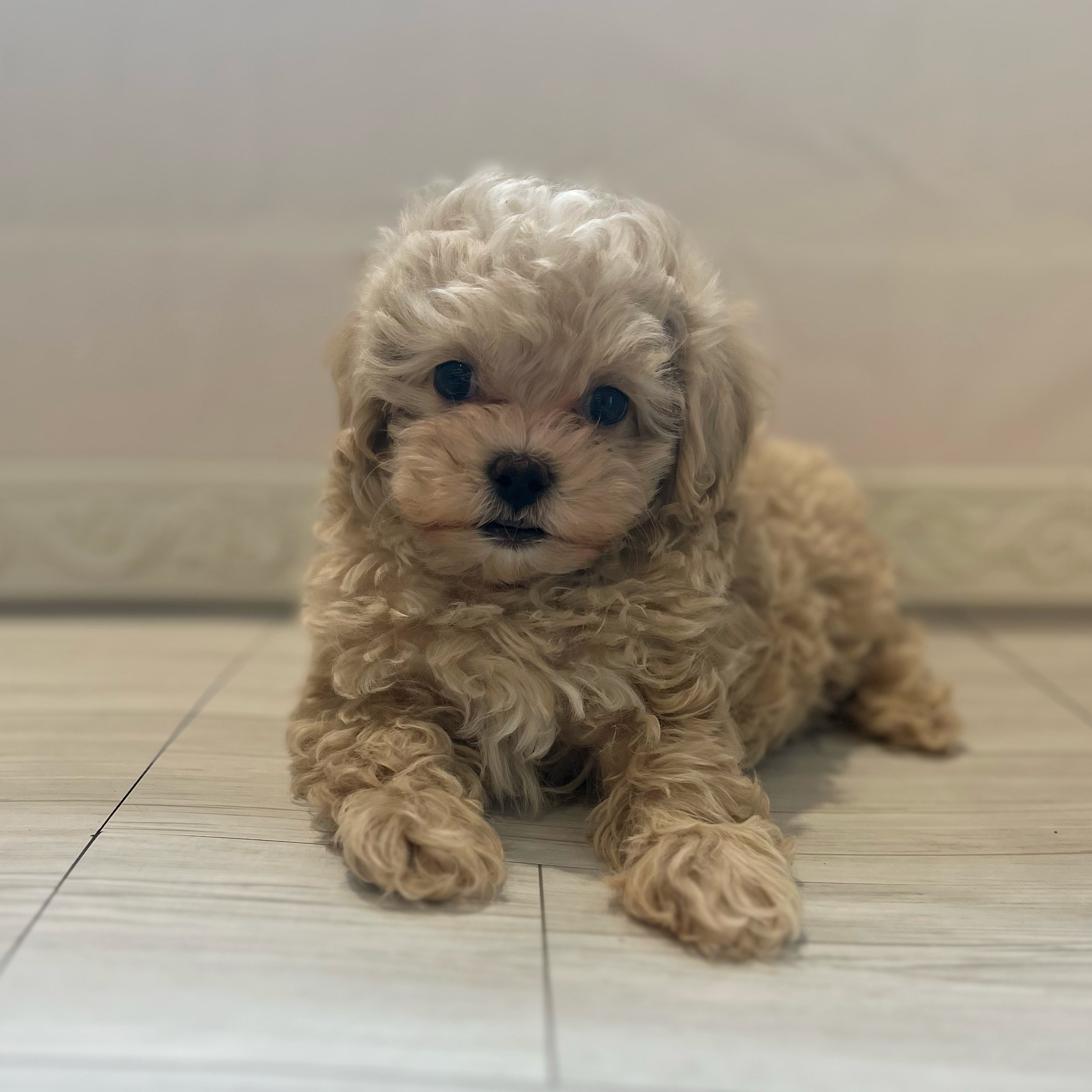 愛知県のマルプー(マルチーズ×プードル) (犬の家＆猫の里春日井本店/2026年1月21日生まれ/男の子/クリームホワイト)の子犬の4枚目の画像