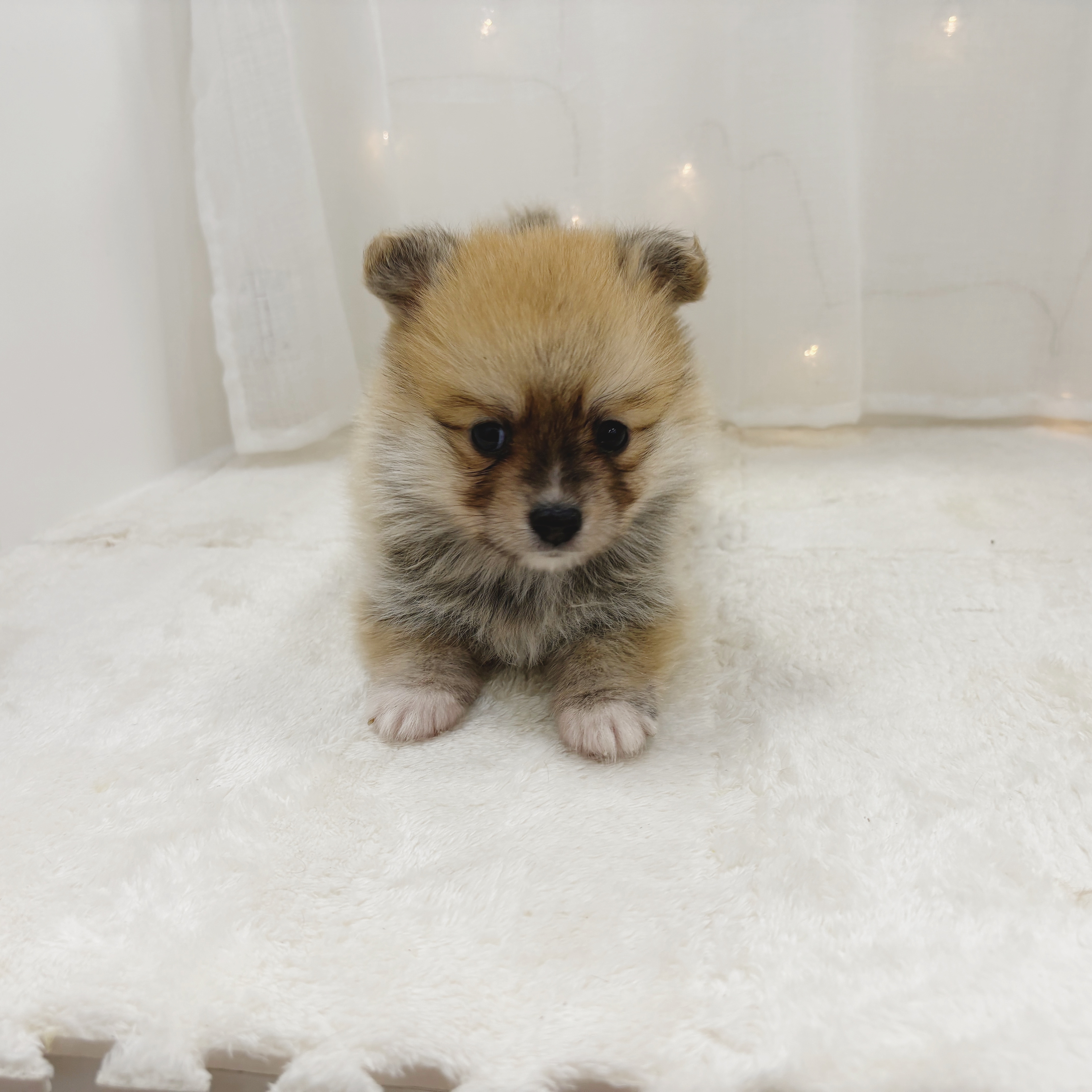 千葉県のポメコーギー(ポメラニアン×コーギー) (犬の家＆猫の里BIGHOPガーデンモール印西店/2025年11月2日生まれ/男の子/レッドホワイト)の子犬の4枚目の画像