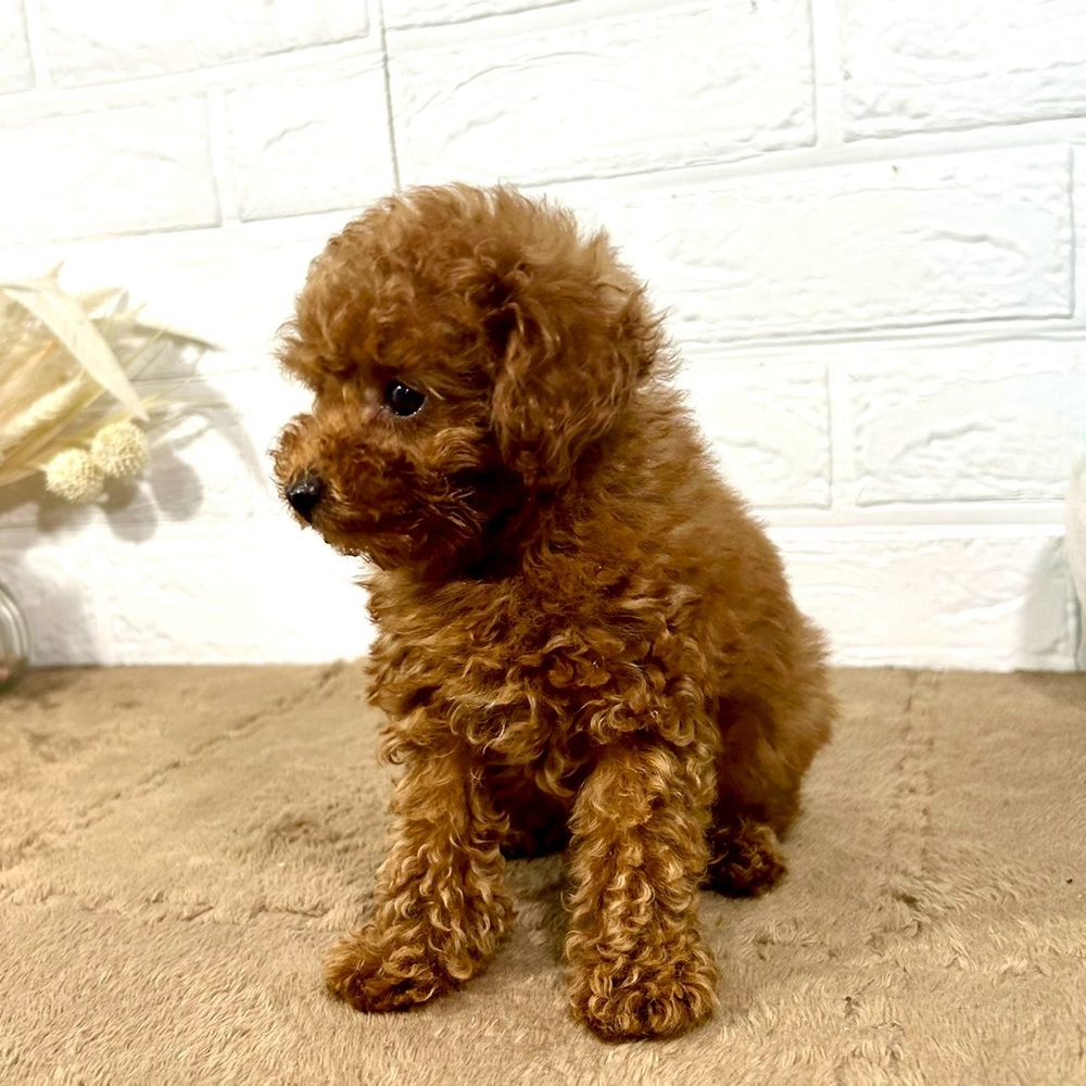 兵庫県のティーカッププードル (犬の家＆猫の里ニッケパークタウン加古川店/2025年7月20日生まれ/男の子/レッドフォーン)の子犬の4枚目の画像
