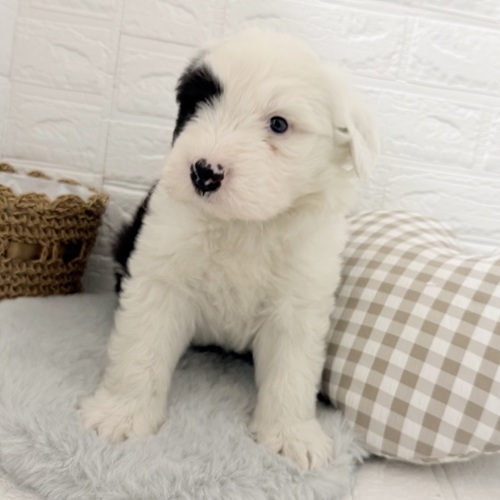 愛知県のオールドイングリッシュシープドッグ (犬の家＆猫の里豊川インター店/2025年11月2日生まれ/男の子/グレーホワイト)の子犬の4枚目の画像