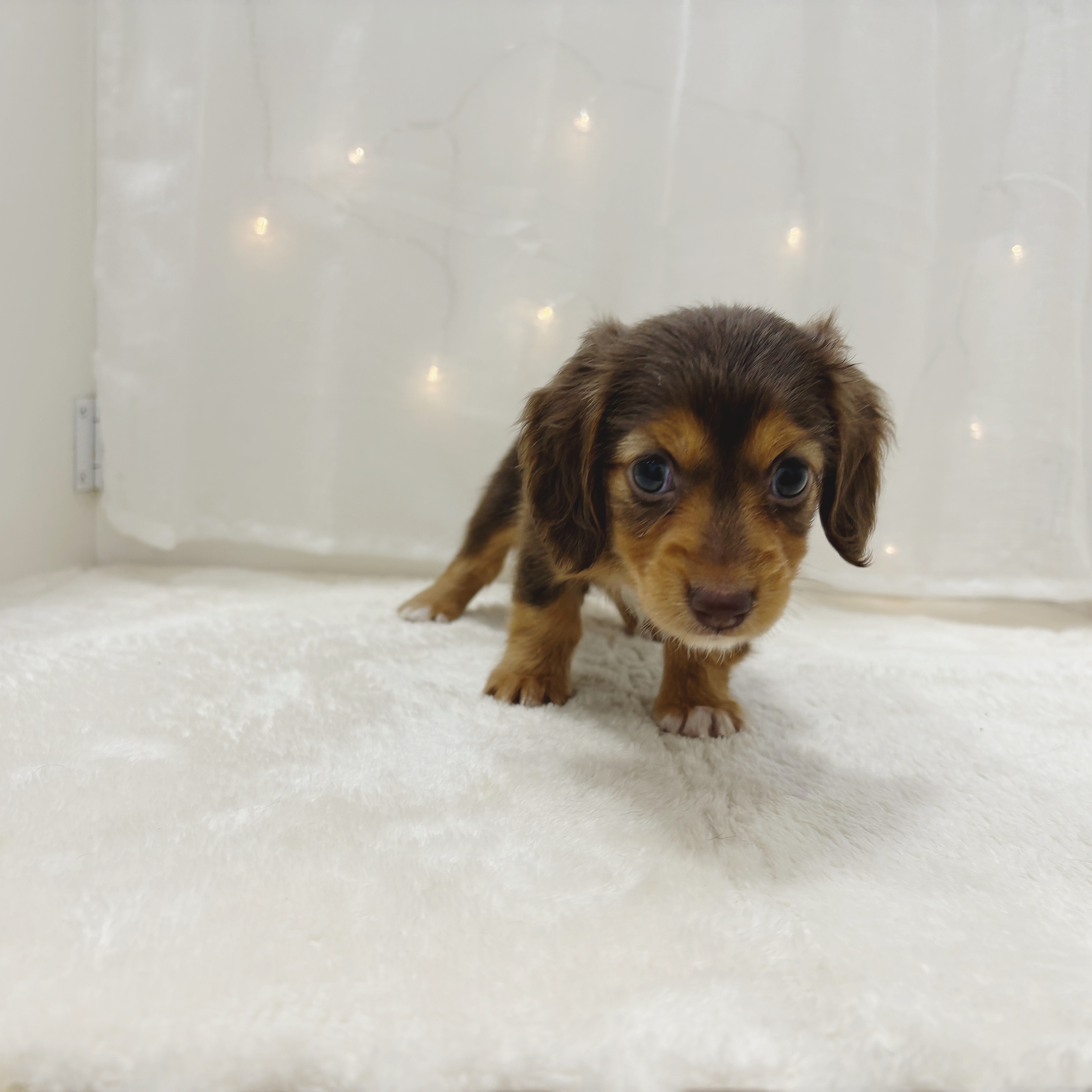 千葉県のミニチュアダックスフンド(ロング) (犬の家＆猫の里BIGHOPガーデンモール印西店/2025年8月26日生まれ/女の子/チョコレートタン)の子犬の4枚目の画像