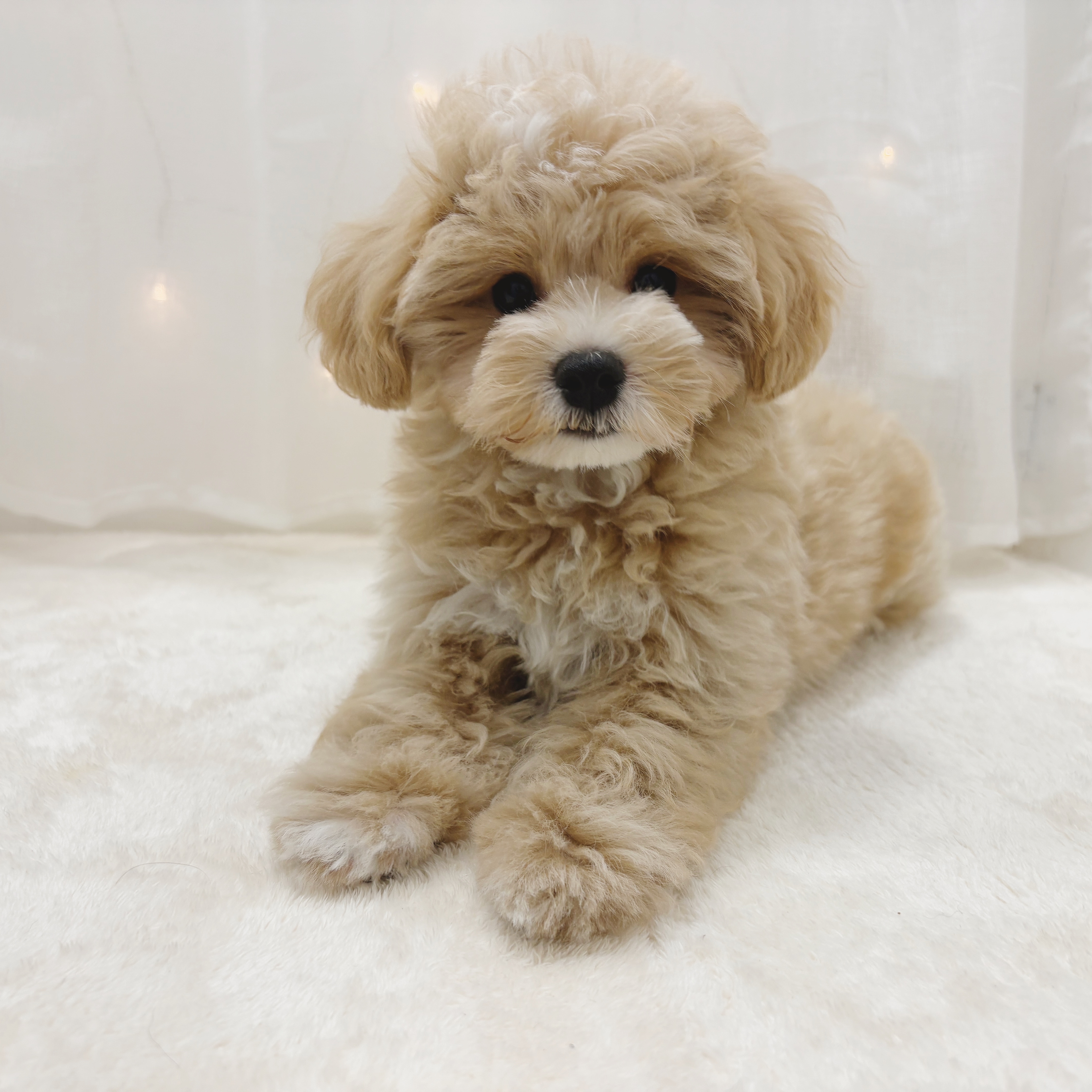 千葉県のマルプー(マルチーズ×プードル) (犬の家＆猫の里BIGHOPガーデンモール印西店/2025年6月17日生まれ/男の子/アプリコットホワイト)の子犬の4枚目の画像