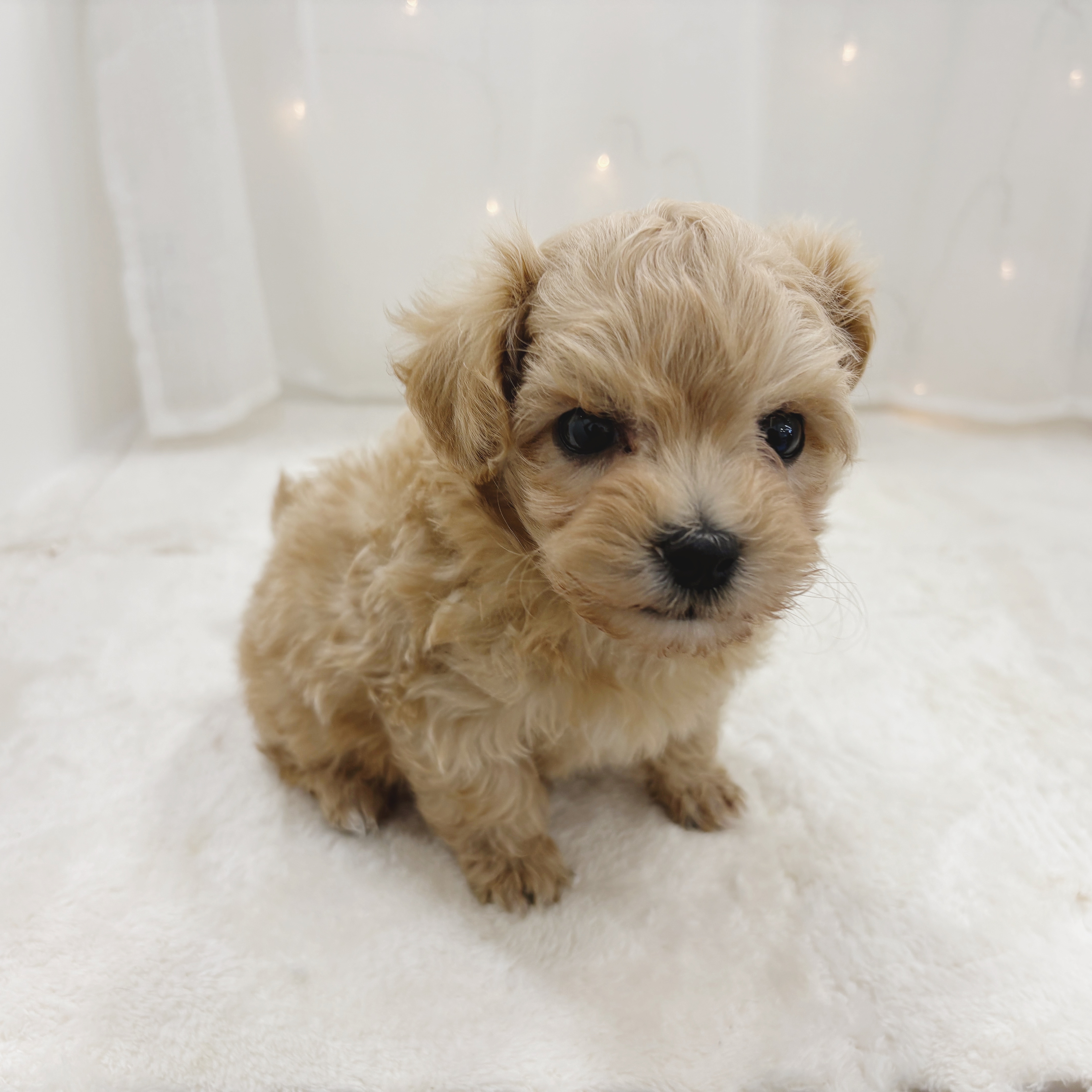 千葉県のマルプー(マルチーズ×プードル) (犬の家＆猫の里BIGHOPガーデンモール印西店/2025年11月2日生まれ/男の子/アプリコット)の子犬の4枚目の画像