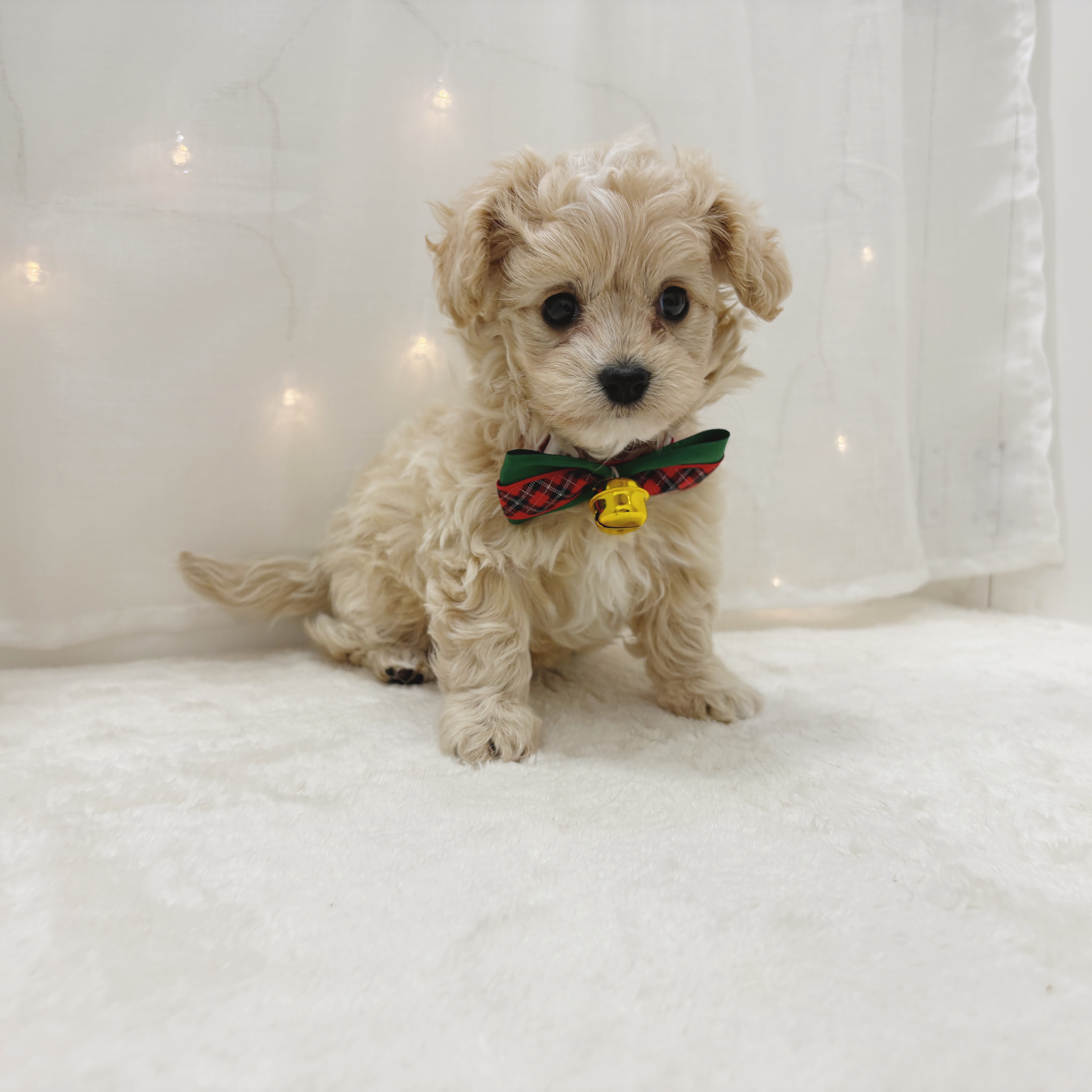 千葉県のマルプー(マルチーズ×プードル) (犬の家＆猫の里BIGHOPガーデンモール印西店/2025年10月27日生まれ/女の子/アプリコット)の子犬の4枚目の画像