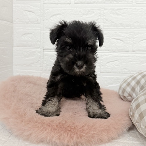 愛知県のミニチュアシュナウザー (犬の家＆猫の里豊川インター店/2025年9月28日生まれ/女の子/ブラックシルバー)の子犬の4枚目の画像