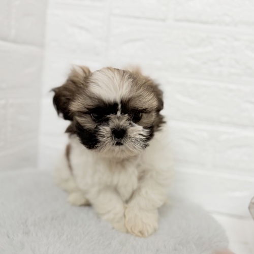 愛知県のシーズー (犬の家＆猫の里豊川インター店/2025年9月28日生まれ/男の子/ゴールドホワイト)の子犬の4枚目の画像