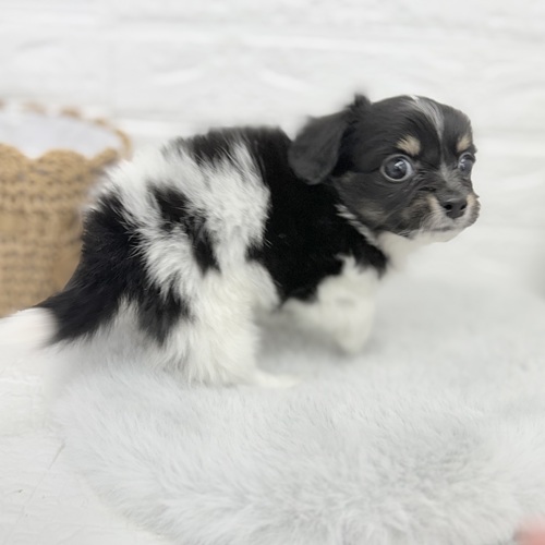 愛知県のチワックス(チワワ×ダックス) (犬の家＆猫の里豊川インター店/2025年10月12日生まれ/男の子/ブラックタンパイボールド)の子犬の4枚目の画像