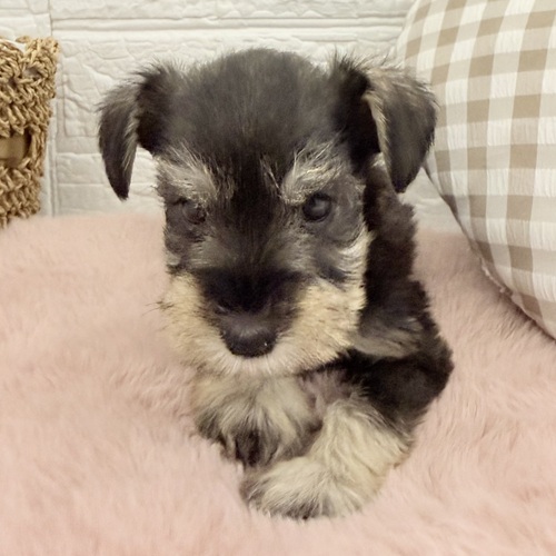 愛知県のミニチュアシュナウザー (犬の家＆猫の里豊川インター店/2025年11月1日生まれ/女の子/ソルトペッパー)の子犬の4枚目の画像