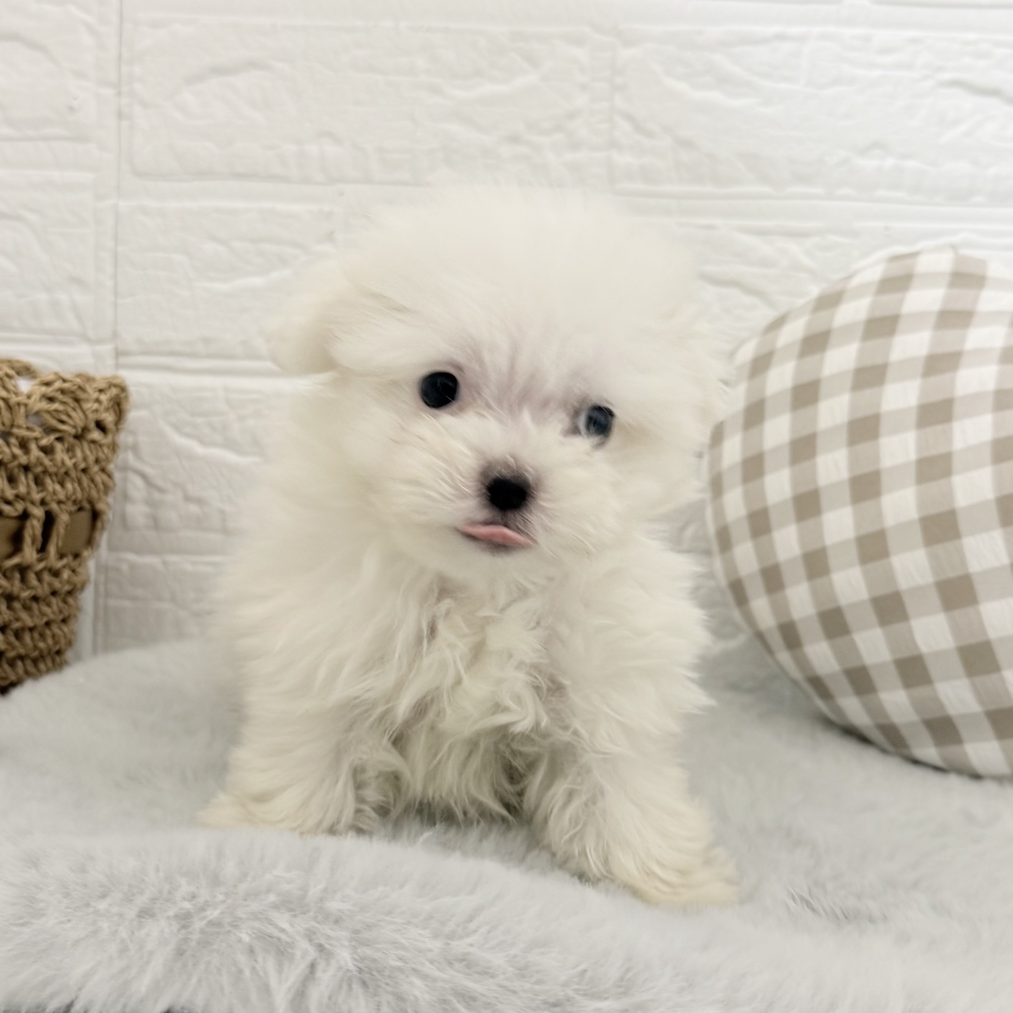 愛知県のポメマル/マルポメ(ポメラニアン×マルチーズ) (犬の家＆猫の里豊川インター店/2025年11月2日生まれ/男の子/クリーム)の子犬の4枚目の画像