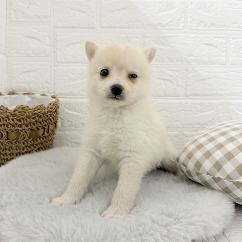 愛知県のポメ柴/豆ポメ/ポメ豆柴(ポメラニアン×柴犬) (犬の家＆猫の里豊川インター店/2025年11月2日生まれ/男の子/白)の子犬の4枚目の画像