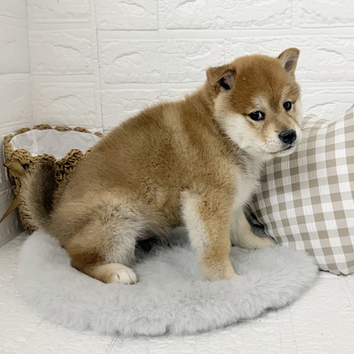 愛知県の柴犬(標準サイズ) (犬の家＆猫の里豊川インター店/2025年12月2日生まれ/男の子/赤)の子犬の4枚目の画像