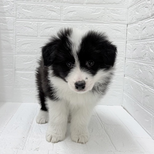 愛知県のボーダーコリー (犬の家＆猫の里豊川インター店/2025年12月13日生まれ/男の子/ブラックホワイト)の子犬の4枚目の画像