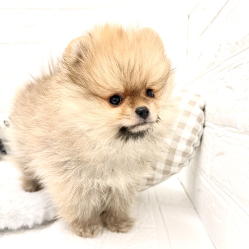 愛知県のポメラニアン (犬の家＆猫の里豊川インター店/2026年1月11日生まれ/男の子/オレンジセーブル)の子犬の4枚目の画像