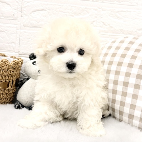 愛知県のビションプー(ビションフリーゼ×プードル) (犬の家＆猫の里豊川インター店/2026年1月10日生まれ/男の子/ホワイト)の子犬の4枚目の画像