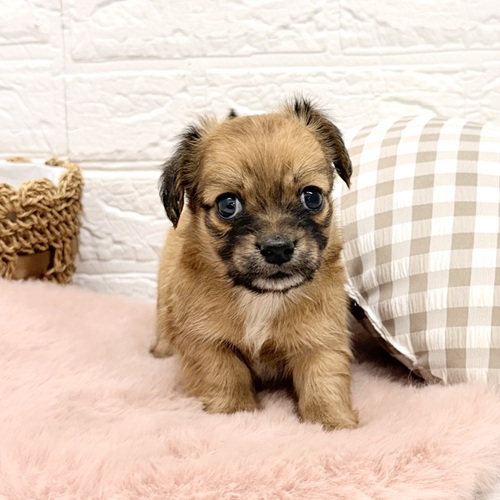 愛知県のチワックス(チワワ×ダックス) (犬の家＆猫の里豊川インター店/2026年1月19日生まれ/女の子/レッド)の子犬の4枚目の画像