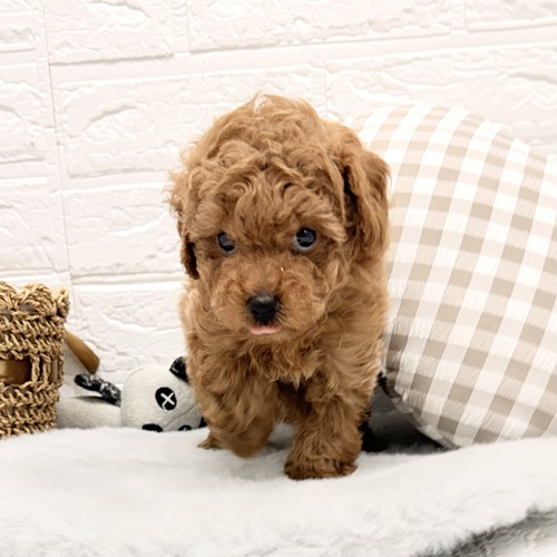 愛知県のトイプードル(トイ) (犬の家＆猫の里豊川インター店/2026年1月20日生まれ/男の子/レッド)の子犬の4枚目の画像