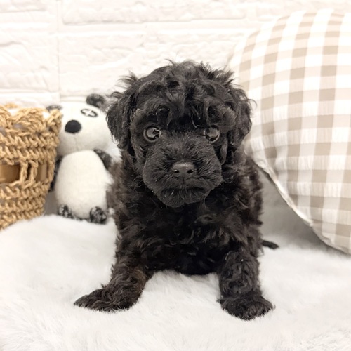 愛知県のトイプードル(トイ) (犬の家＆猫の里豊川インター店/2026年1月20日生まれ/男の子/ブラック)の子犬の4枚目の画像