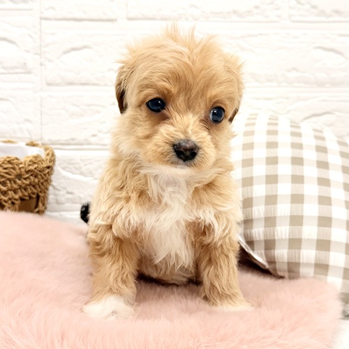 愛知県のチワプー/プーチー(チワワ×プードル) (犬の家＆猫の里豊川インター店/2026年1月19日生まれ/女の子/アプリコットホワイト)の子犬の4枚目の画像