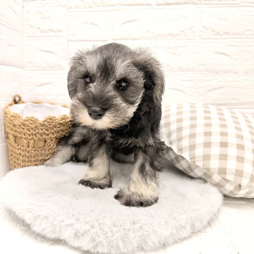 愛知県のミニチュアシュナウザー (犬の家＆猫の里豊川インター店/2026年1月15日生まれ/男の子/ソルトペッパー)の子犬の4枚目の画像