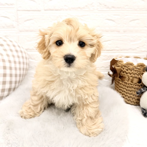 愛知県のマルプー(マルチーズ×プードル) (犬の家＆猫の里豊川インター店/2026年2月5日生まれ/男の子/アプリコットホワイト)の子犬の4枚目の画像