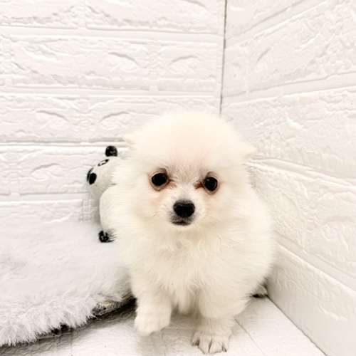 愛知県のポメチワ/チワポメ/ポメチー(ポメラニアン×チワワ) (犬の家＆猫の里豊川インター店/2026年2月8日生まれ/男の子/クリーム)の子犬の4枚目の画像