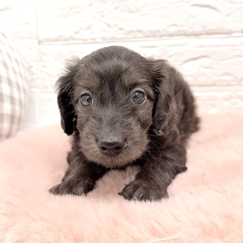 愛知県のダップー(ダックス×プードル) (犬の家＆猫の里豊川インター店/2026年2月9日生まれ/女の子/ブラウン)の子犬の4枚目の画像