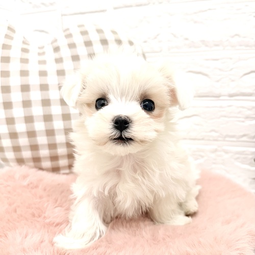 愛知県のマルチーズ (犬の家＆猫の里豊川インター店/2026年2月4日生まれ/女の子/ホワイト)の子犬の4枚目の画像