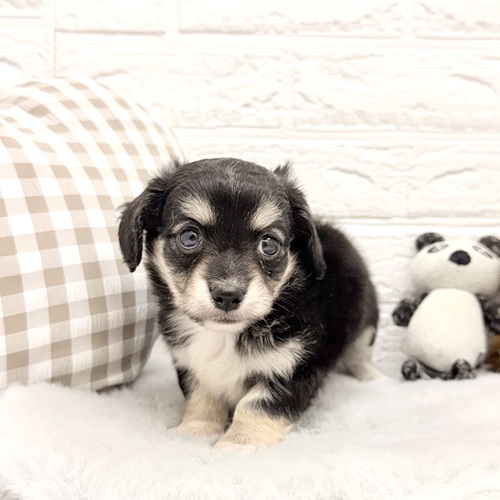 愛知県のチワックス(チワワ×ダックス) (犬の家＆猫の里豊川インター店/2026年2月10日生まれ/男の子/ブラックタンホワイト)の子犬の4枚目の画像