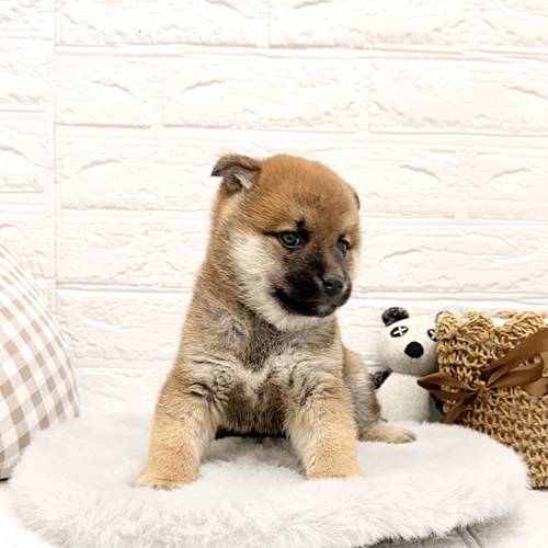 愛知県の柴犬(標準サイズ) (犬の家＆猫の里豊川インター店/2026年2月10日生まれ/男の子/赤)の子犬の4枚目の画像