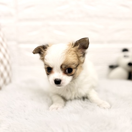 愛知県のチワワ(ロング) (犬の家＆猫の里豊川インター店/2026年2月9日生まれ/男の子/パーティーカラー)の子犬の4枚目の画像