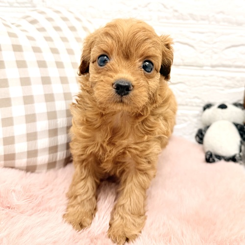 愛知県のチワプー/プーチー(チワワ×プードル) (犬の家＆猫の里豊川インター店/2026年2月10日生まれ/女の子/アプリコット)の子犬の4枚目の画像