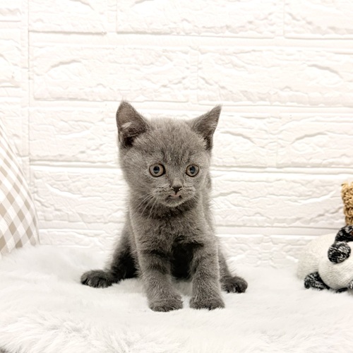 愛知県のブリティッシュショートヘアー (犬の家＆猫の里豊川インター店/2026年2月8日生まれ/男の子/ブルー)の子猫の4枚目の画像