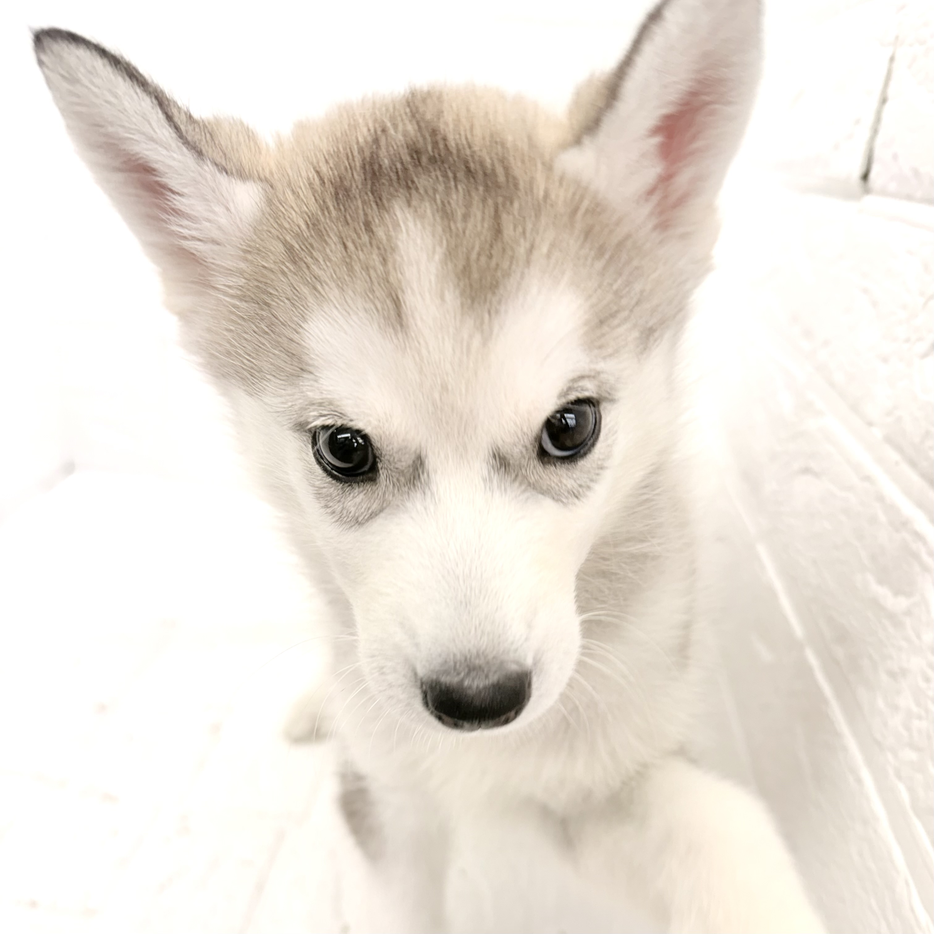 愛知県のシベリアンハスキー (犬の家＆猫の里豊川インター店/2026年2月16日生まれ/女の子/シルバーホワイト)の子犬の4枚目の画像