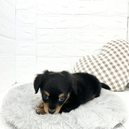 愛知県のチワックス(チワワ×ダックス) (犬の家＆猫の里豊川インター店/2026年2月23日生まれ/男の子/ブラックタン)の子犬の4枚目の画像