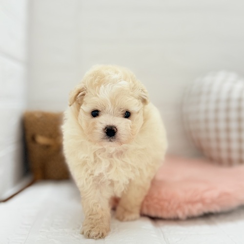 愛知県のポメプー(ポメラニアン×プードル) (犬の家＆猫の里豊川インター店/2025年5月12日生まれ/女の子/クリーム)の子犬の4枚目の画像