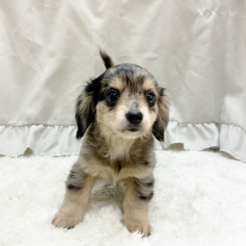 愛知県のチワックス(チワワ×ダックス) (犬の家＆猫の里アミーゴ神の倉店/2025年5月13日生まれ/男の子/シルバーダップル)の子犬の4枚目の画像
