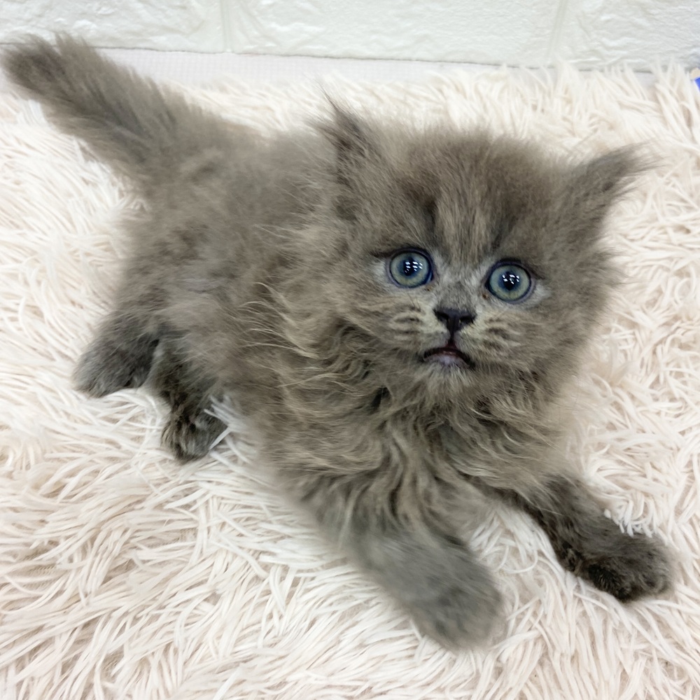 愛知県のミヌエット (犬の家＆猫の里MEGAドン・キホーテ東海名和店/2025年5月17日生まれ/男の子/ブルー)の子猫の4枚目の画像