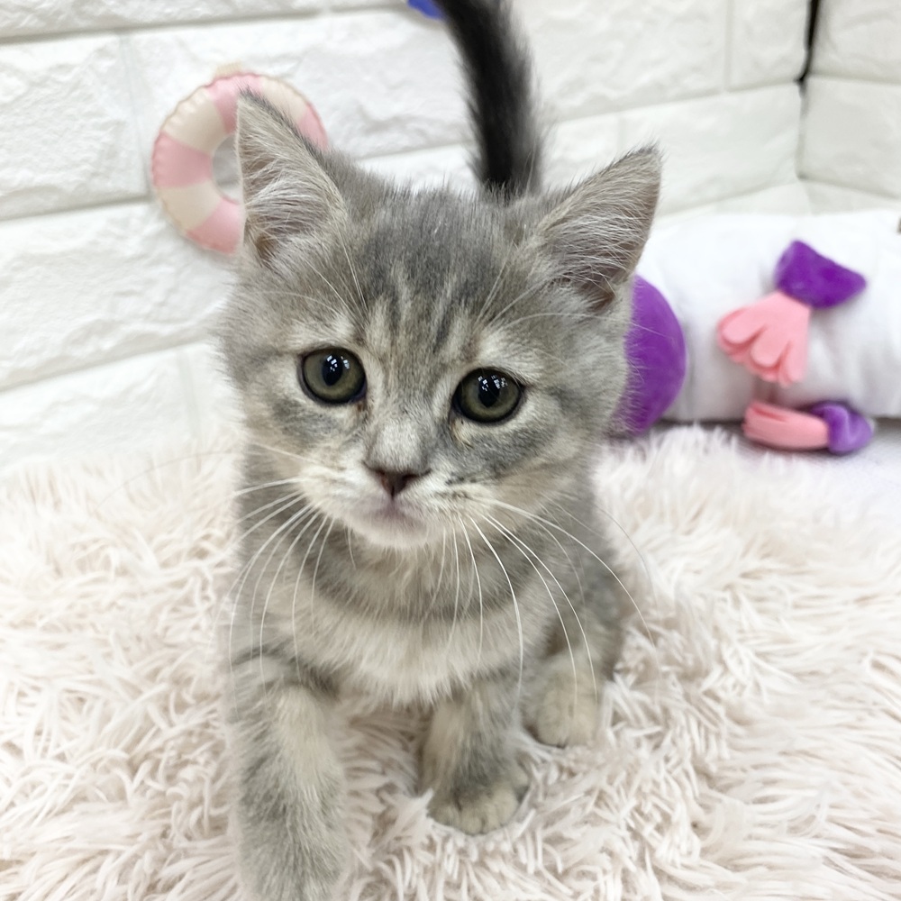 愛知県のスコティッシュフォールド (犬の家＆猫の里MEGAドン・キホーテ東海名和店/2025年5月19日生まれ/女の子/ブルーパッチドタビー)の子猫の4枚目の画像