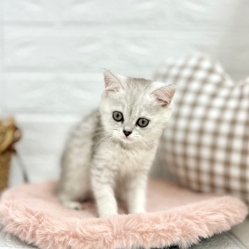 愛知県のミヌエット (犬の家＆猫の里豊川インター店/2025年5月20日生まれ/女の子/シルバータビー)の子猫の4枚目の画像