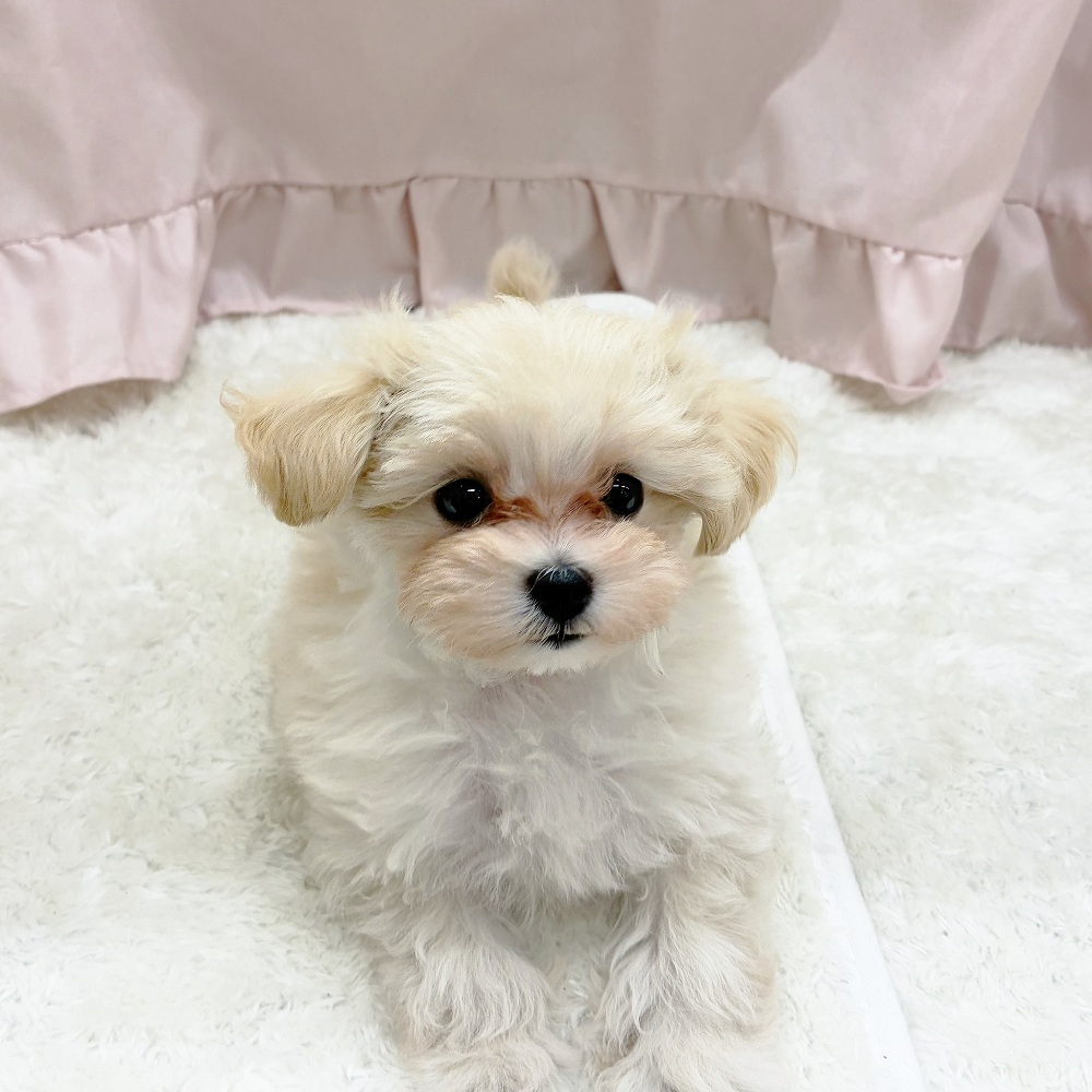 愛知県のマルプー(マルチーズ×プードル) (犬の家＆猫の里アミーゴ神の倉店/2025年6月4日生まれ/女の子/クリームホワイト)の子犬の4枚目の画像
